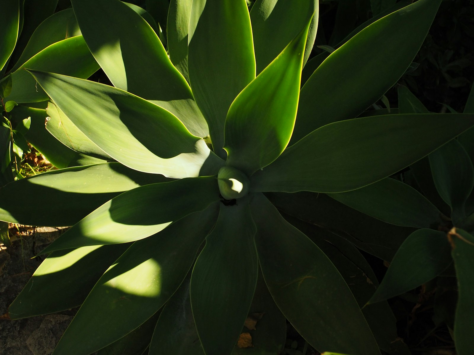 Close-up of an agave plant’s spiked leaves catching late-afternoon Phoenix sunlight.