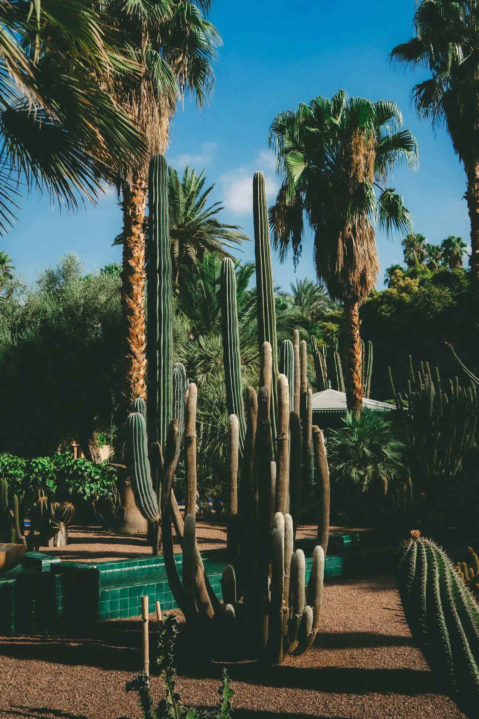 Tall saguaro and date palms anchoring a xeriscape front yard with decorative granite.